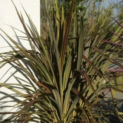 Cordyline X Banksii Electric Star