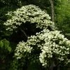 Cornus Hongkongensis -Promesse Fleurs Boutique cornus hongkongensis 782052 1