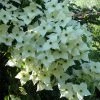 Cornus Kousa Milky Way- Cornouiller Du Japon Blanc -Promesse Fleurs Boutique cornus kousa milky way 781212 1 2