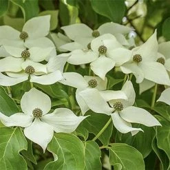 Cornus Kousa Robert's Select - Cornouiller Du Japon