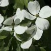 Cornus Kousa Venus - Cornouiller Du Japon Blanc -Promesse Fleurs Boutique cornus ou cornouiller kousa venus cov 7814 6