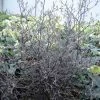 Corokia Cotoneaster -Promesse Fleurs Boutique corokia cotoneaster 7804 1