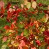 Cotinus Coggygria Flame - Arbre à Perruque -Promesse Fleurs Boutique cotinus coggygria flame 100476 1