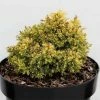 Cryptomeria Japonica Twinkle Toes -Promesse Fleurs Boutique cryptomeria japonica twinkle toes 100479 1