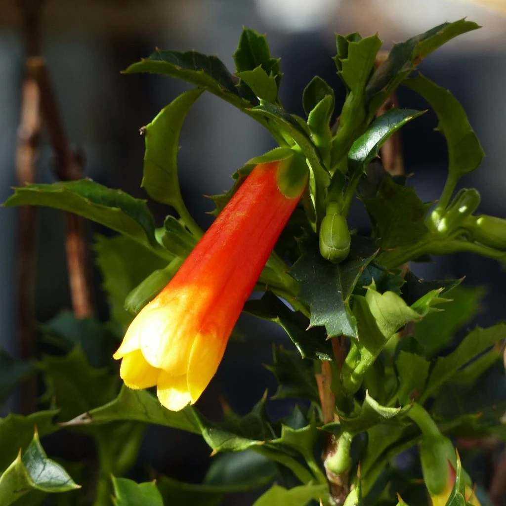 Desfontainea Spinosa 3 Desfontainea Spinosa