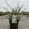 Deutzia Monbeigii -Promesse Fleurs Boutique deutzia monbeigii arbustes 100487 1