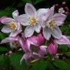Deutzia Purpurascens Kalmiiflora - Deutzie -Promesse Fleurs Boutique deutzia purpurascens kalmiiflora 781603 1 1
