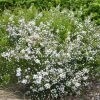 Diosma Hirsuta Pink Fountain -Promesse Fleurs Boutique diosma hirsuta pink fountain pap 83299 1