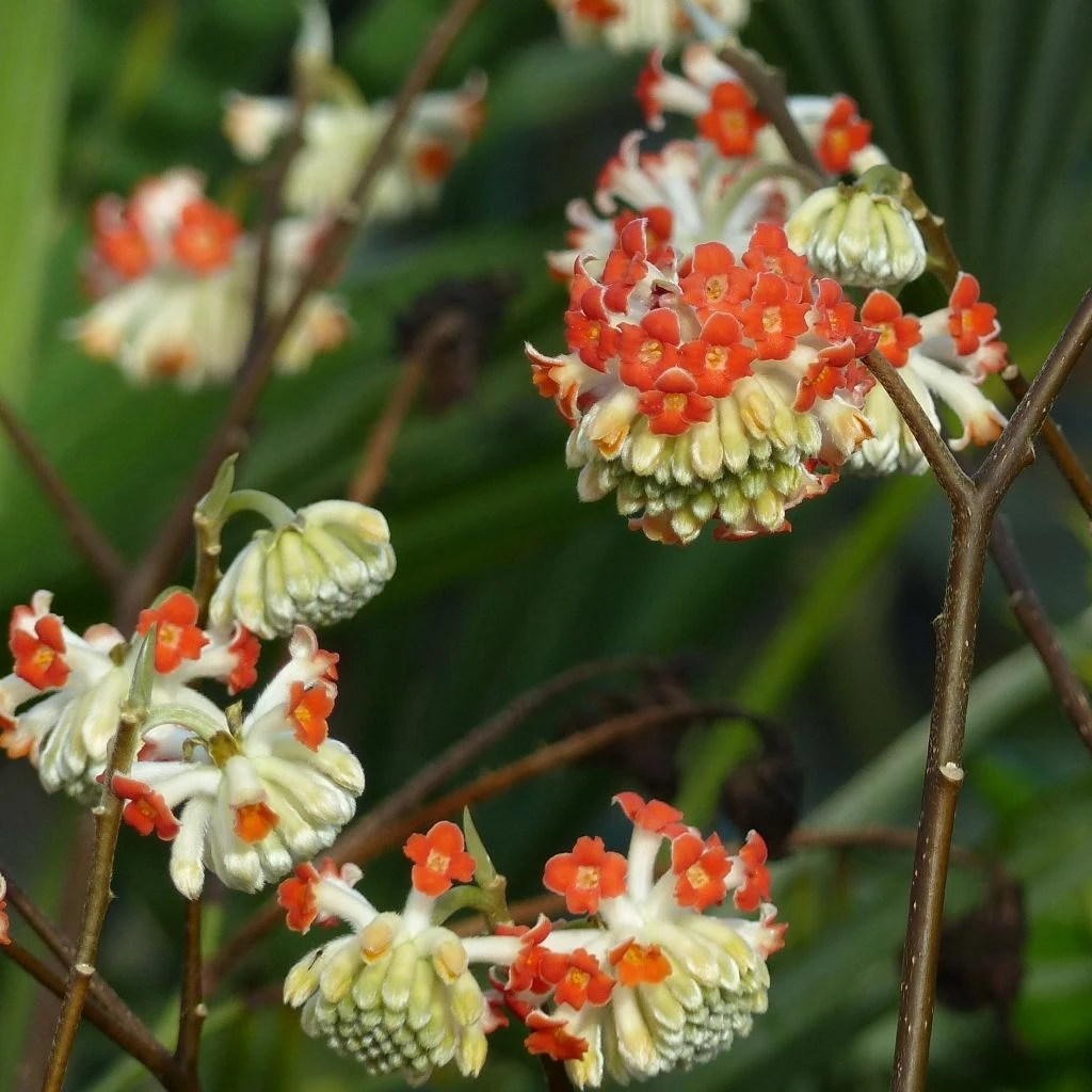 Edgeworthia Chrysantha Red Dragon Akebono - Arbre à Papier 3 Edgeworthia Chrysantha Red Dragon Akebono - Arbre à Papier