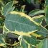 Elaeagnus Ebbingei Gilt Edge - Chalef 2 Elaeagnus Ebbingei Gilt Edge - Chalef -Promesse Fleurs Boutique elaeagnus ebb Gilt Edge 7908 1