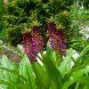 Eucomis Comosa Leia - Eucomide Rose -Promesse Fleurs Boutique eucomis comosa leia 86060 p