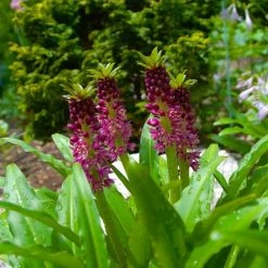 Eucomis Comosa Leia - Eucomide Rose