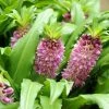 Eucomis Comosa Sparkling Burgundy® - Eucomide Rose à Feuillage Pourpre -Promesse Fleurs Boutique eucomis comosa sparkling burgundy eucomide rose feuillage pourpre IF 69261 1