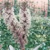Eucomis Burgundy Wine -Promesse Fleurs Boutique eucomis sparking burgundy 51273 1