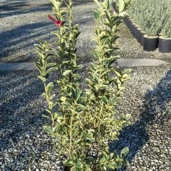 Fusain Du Japon - Euonymus Japonicus Silver King