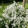 Exochorda X Macrantha The Bride -Promesse Fleurs Boutique exochorda x macrantha the bride 7801 1 1