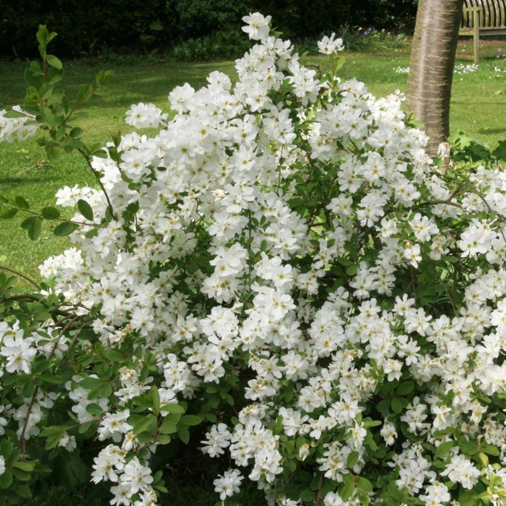 Exochorda X Macrantha The Bride 3 Exochorda X Macrantha The Bride