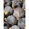 Figuier - Ficus Carica Grise De Tarascon -Promesse Fleurs Boutique ficus carica grise de tarascon demi tige en pot de7 l0l 1005092 1