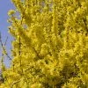 Forsythia (x) Intermedia Minigold - Mimosa De Paris 2 Forsythia (x) Intermedia Minigold - Mimosa De Paris -Promesse Fleurs Boutique forsythia intermedia minigold 84077 1