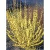 Mimosa De Paris - Forsythia X Intermedia Mindor 1 Mimosa De Paris - Forsythia X Intermedia Mindor -Promesse Fleurs Boutique forsythia x intermedia mindor 1006242 1