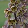 Fritillaire Persica Bicolor Magic Bells -Promesse Fleurs Boutique fritillaire bicolor 54975 1