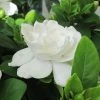 Gardenia Jasminoides Crown Jewel - Jasmin Du Cap -Promesse Fleurs Boutique gardenia crown jewel jasmin du cap 9685 1 1