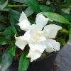 Gardenia Jasminoides Perfumed Petticoats -Promesse Fleurs Boutique gardenia jasminoides perfumed petticoats 83325 1