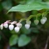 Gaultheria Shallon 2 Gaultheria Shallon -Promesse Fleurs Boutique gaultheria shallon ld wikimedia 100114 fl 1