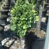 Ginkgo Biloba Chris Dwarf -Promesse Fleurs Boutique ginkgo biloba chris dwarf 100627 1