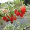 Goji Gojidelys - Lycium Barbarum 2 Goji Gojidelys - Lycium Barbarum -Promesse Fleurs Boutique gojidelys 16718 2