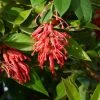 Grevillea Rhyolitica -Promesse Fleurs Boutique grevillea rhyolitica 83332 3