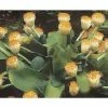 Scadoxus Ou Haemanthus Albiflos