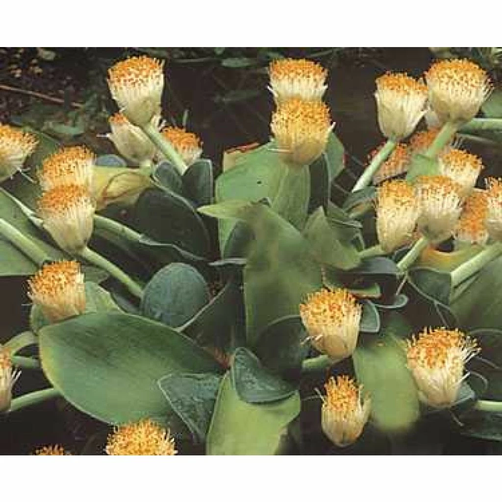 Scadoxus Ou Haemanthus Albiflos 3 Scadoxus Ou Haemanthus Albiflos