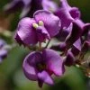 Hardenbergia Violacea -Promesse Fleurs Boutique hardenbergia violacea 67815 1