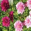 Harmonie Dahlias Tendresse -Promesse Fleurs Boutique harmonie tendresse 375 1