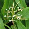Hedychium Spicatum 1 Hedychium Spicatum -Promesse Fleurs Boutique hedychium spicatum 6796 1