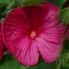 Hibiscus Moscheutos Rose - Hibiscus Des Marais -Promesse Fleurs Boutique hibiscus moscheutos rose hibiscus des marais 83346 1 1 1