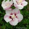 Hibiscus Syriacus Pinky Spot - Althéa Rose