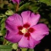 HIbiscus Russian Violet (II) - Althea Rose Violacé -Promesse Fleurs Boutique hibiscus russian violet 85805 1