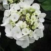Hortensia - Hydrangea Macrophylla Libelle (Teller White) -Promesse Fleurs Boutique hortensia Libelle 67998 3