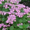 Hortensia - Hydrangea Serrata Avelroz 2 Hortensia - Hydrangea Serrata Avelroz -Promesse Fleurs Boutique hortensia avelroz 67876 1