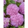 Hortensia - Hydrangea Macrophylla Big Data Pink -Promesse Fleurs Boutique hortensia big data pink 23226