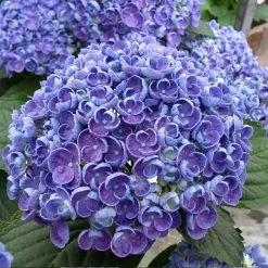 Hortensia - Hydrangea Macrophylla Hovaria Hopcorn