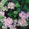 Hortensia - Hydrangea Serrata Precioza 1 Hortensia - Hydrangea Serrata Precioza -Promesse Fleurs Boutique hortensia serrata precioza 67847 1