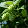 Houblon Vert - Humulus Lupulus Magnum