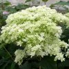 Hortensia Arborescens Hayes Starbust -Promesse Fleurs Boutique hydrangea arborescens hayes starbust 671348 1