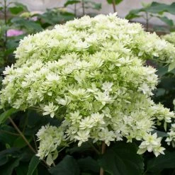 Hortensia Arborescens Hayes Starbust