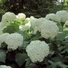 Hortensia Arborescens Strong Annabelle ( Incrediball ) 2 Hortensia Arborescens Strong Annabelle ( Incrediball ) -Promesse Fleurs Boutique hydrangea arborescens incrediball 7861 1 1