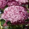 Hortensia Arborescens Pink Annabelle Ou Invincibelle 2 Hortensia Arborescens Pink Annabelle Ou Invincibelle -Promesse Fleurs Boutique hydrangea arborescens invincibelle 67835 1