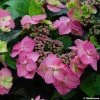 Hortensia - Hydrangea Serrata Cotton Candy -Promesse Fleurs Boutique hydrangea cotton candy 80438 1